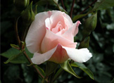 Rosa blanca (Cera)