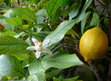 Limón (Aceite esencial)