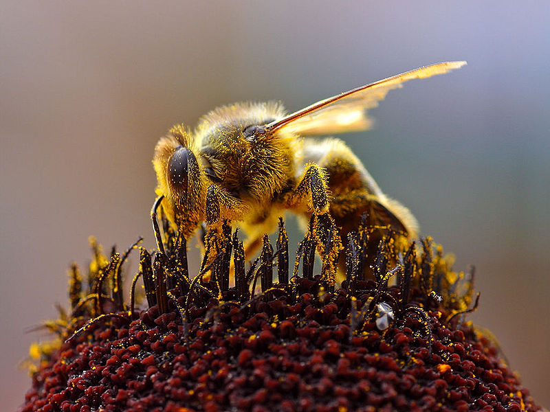 Jabón de cera de abeja